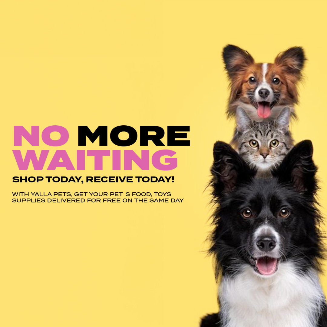 The Ultimate Pet Care Guide: Tips to Keep Your Pets Happy and Healthy | YallaPets