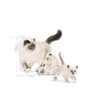Royal Canin Feline Mother And Babycat 400 G