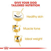 Royal Canin Pug Adult Dog Dry Food 1.5 Kg