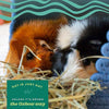 Oxbow Alfalfa Hay For Rabbits, Guinea Pigs, Chinchillas & Small Animals 425 G
