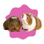 Guinea Pigs